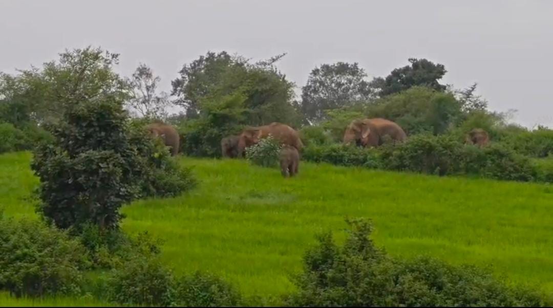 पत्थलगांव के ग्रामीण इलाकों में हाथियों की दस्तक, 15 हाथियों के दल से दहशत धान की फसलों को पहुंचा रहे नुकसान, वन विभाग की टीम लगातार रख रही नजर | ग्रामीणों को सतर्क रहने की सलाह