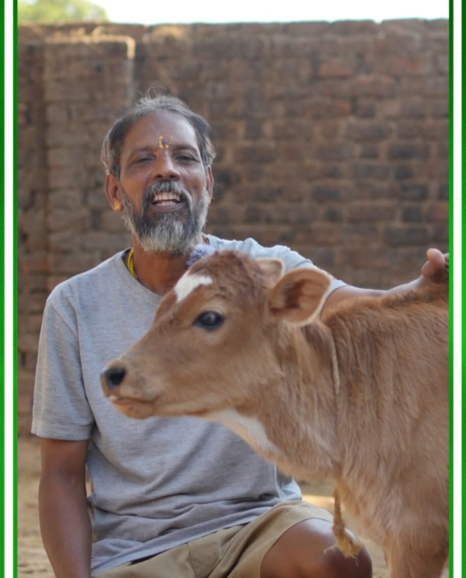 किसान मधुसूदन के लिए गौ पालन बना मजबूत आय का साधन 27 गाय प्रतिदिन 60 लीटर देती है दूध