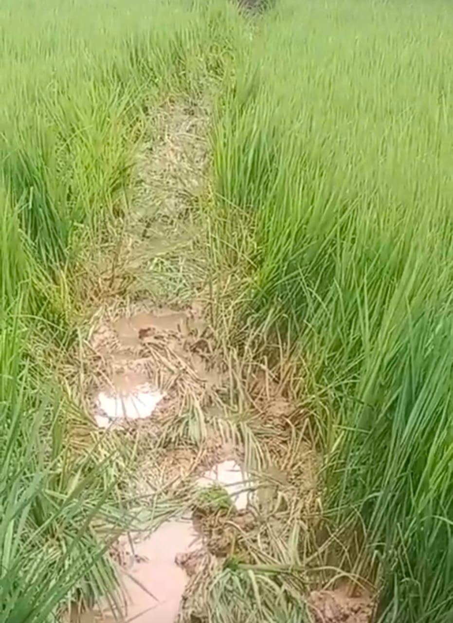 *हाथियों से ज्यादा ‘रील बाजों’ से परेशान वन विभाग,12 हाथियों का दल जंगल में डेरा डाले, इधर कैमरा लेकर पीछे पड़ रहे बच्चे-युवा; पेड़ों पर चढ़कर और करीब जाकर कर रहे छेड़खानी*